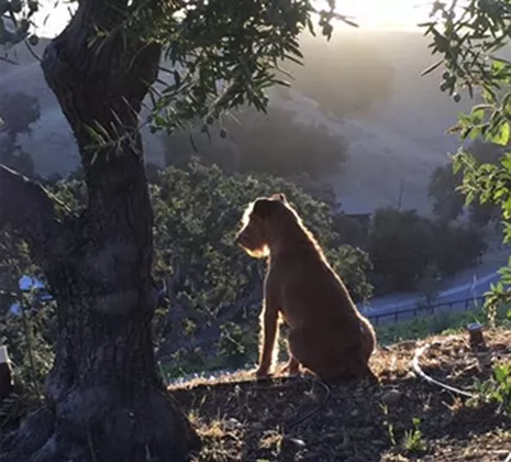 romantic dog watching sunset