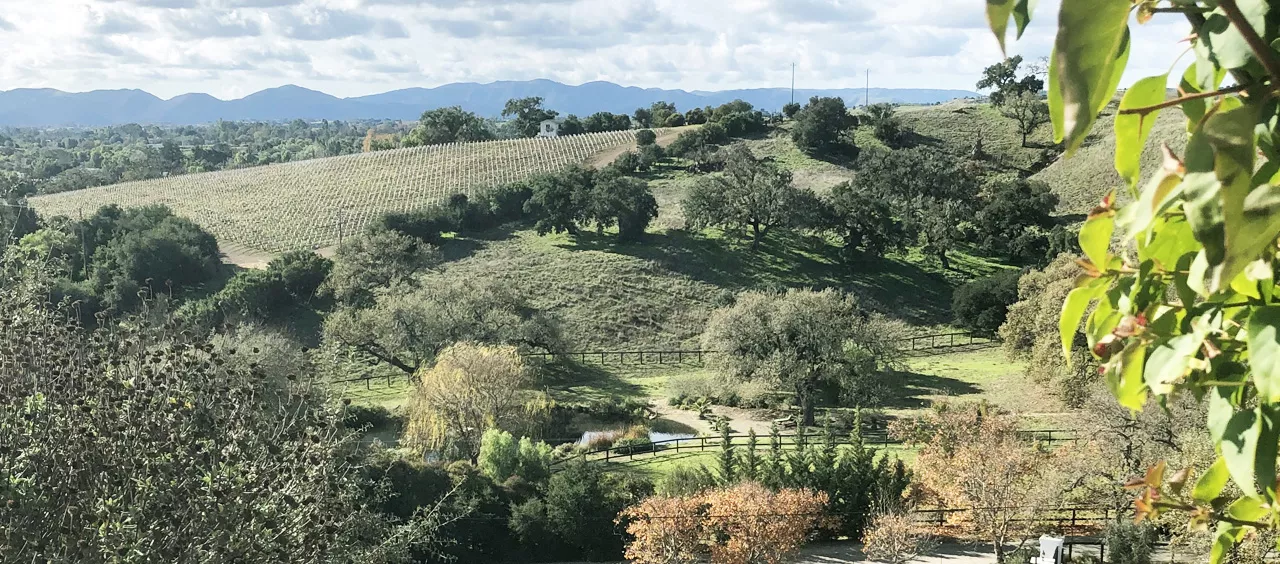 vineyard hills view