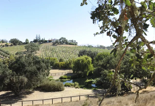 sunny vineyard view with the house on the horizon