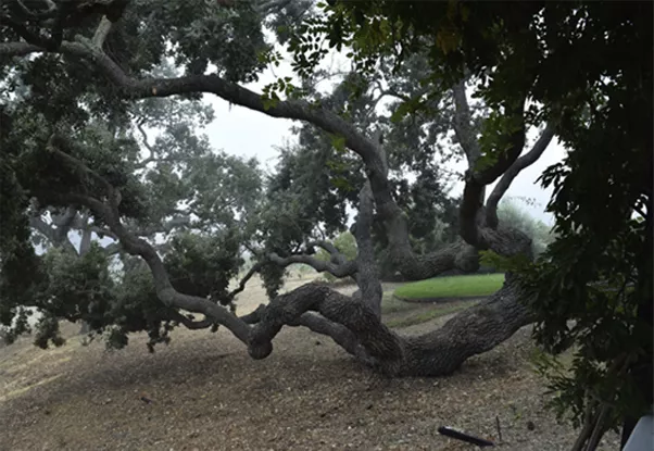 ancient tree branches touching the ground