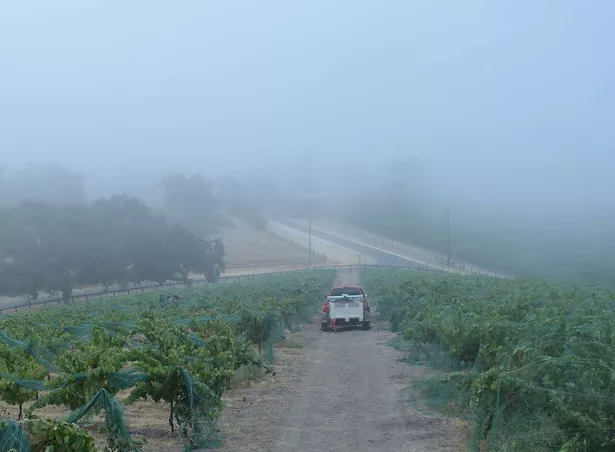 foggy vineyard path in the morning