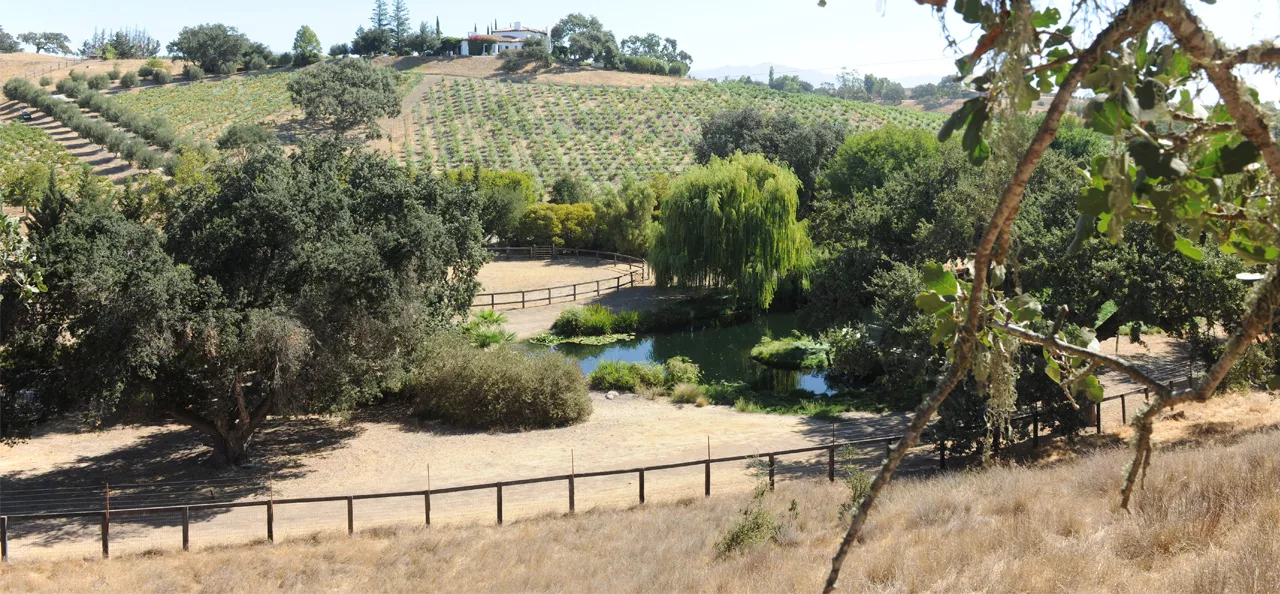 sunny vineyard view with the house on the horizon