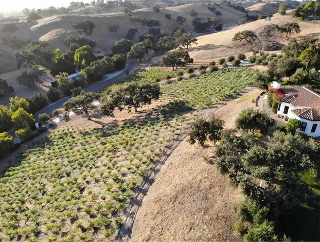 vineyard hillside from a dron view