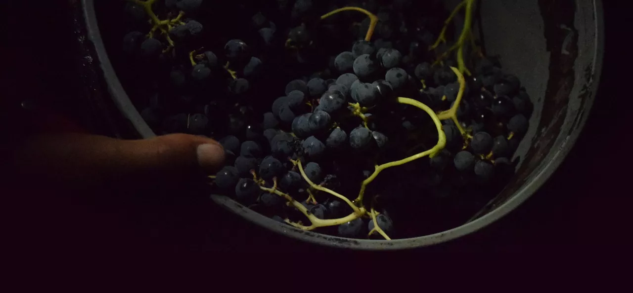 handling tempranillo cluster into a dark bowl