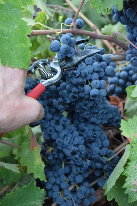 collecting tempranillo cluster close-up