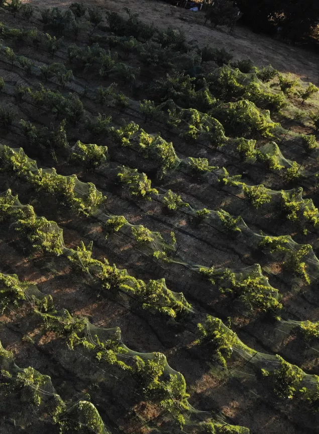 vines covered with a green net air view