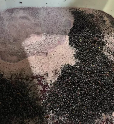 red tempranillo grapes in the winemaking process