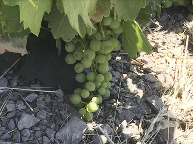 verdejo grapes cluster close-up