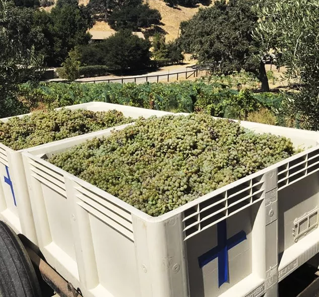 containers full of verdejo grapes
