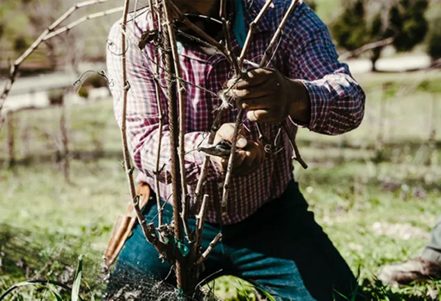 man cutting shoots for vinesmoke packaging